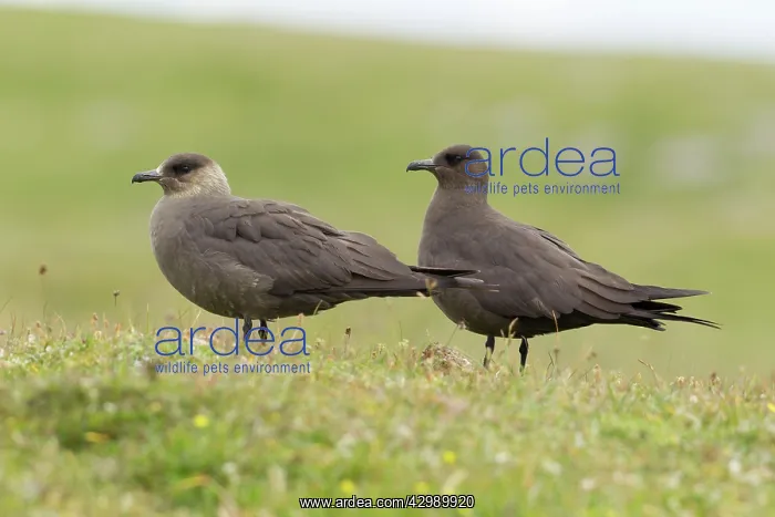 : Arctic Skua - ( dark form ) : Arctic Skua - ( dark form )