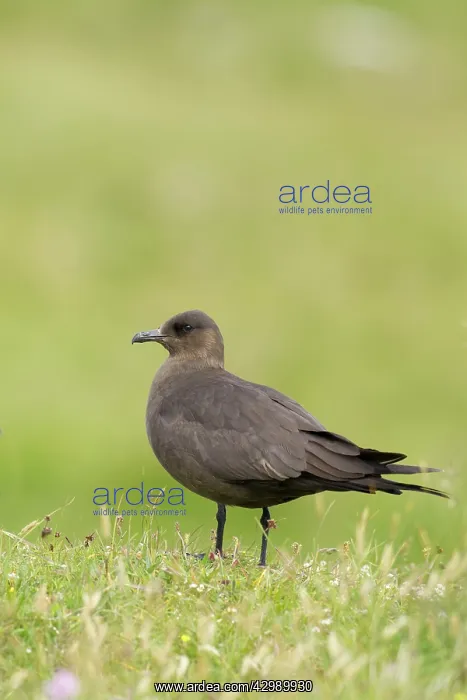 : Arctic Skua - ( dark form ) : Arctic Skua - ( dark form )