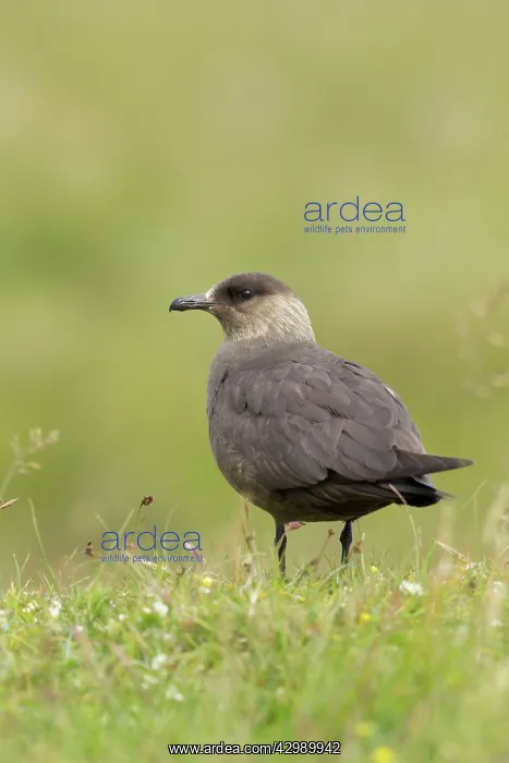 : Arctic Skua - ( dark form ) : Arctic Skua - ( dark form )