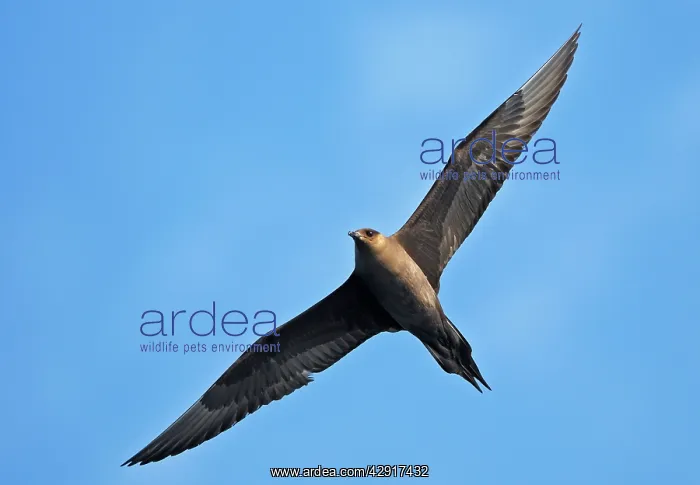 : Arctic Skua - in flight : Arctic Skua - in flight