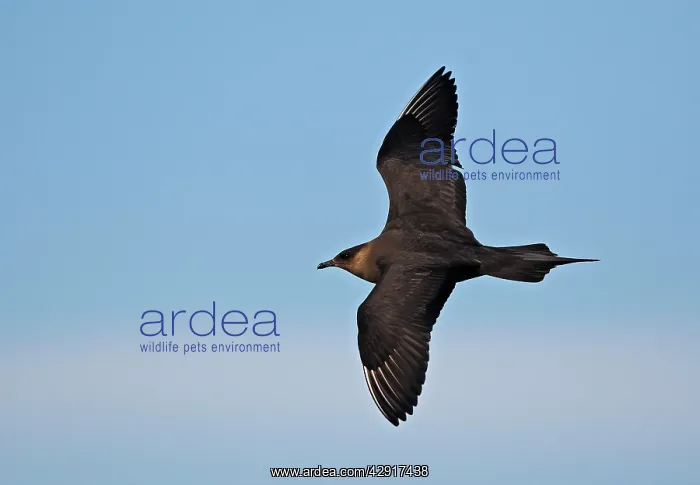 : Arctic Skua - in flight : Arctic Skua - in flight