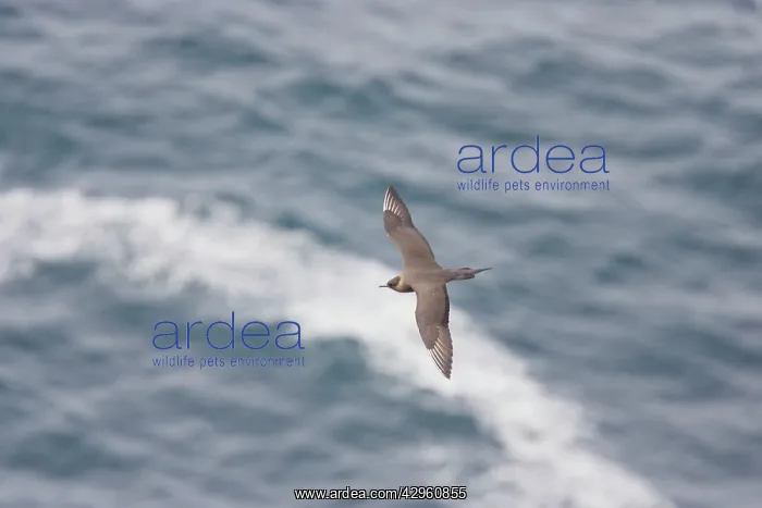 : Arctic Skua - in flight over sea : Arctic Skua - in flight over sea