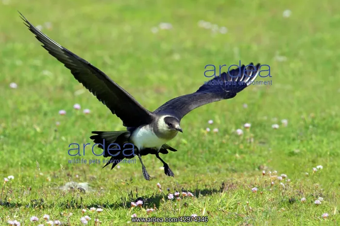 : Arctic Skua (Pale Phase) - Landing : Arctic Skua (Pale Phase) - Landing