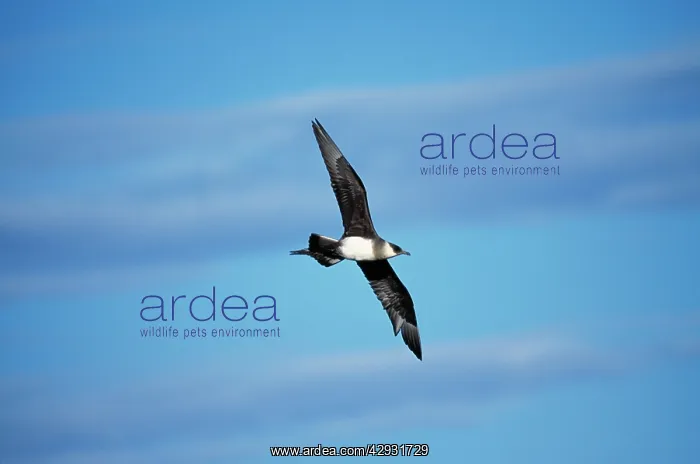 : Arctic Skua / Parasitic Jaeger : Arctic Skua / Parasitic Jaeger