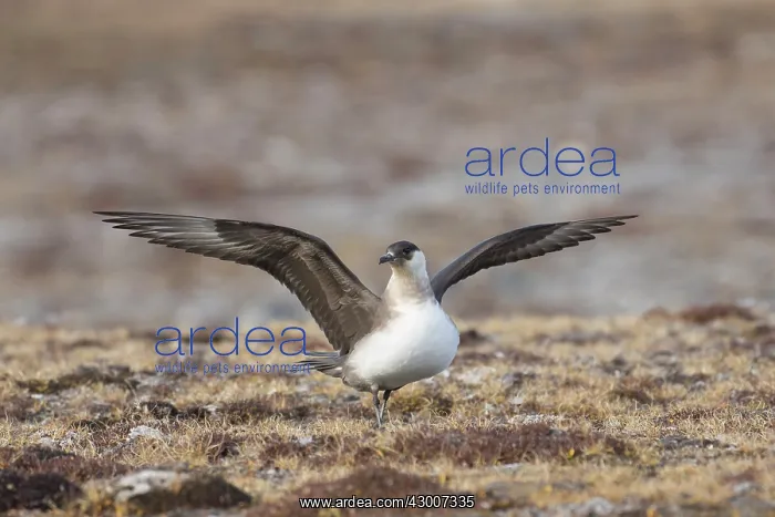 : Arctic Skua, Parasitic Jaeger - adult bird flapping : Arctic Skua, Parasitic Jaeger - adult bird flapping