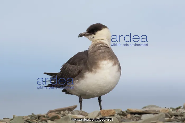 : Arctic Skua, Parasitic Jaeger - adult bird - Norway : Arctic Skua, Parasitic Jaeger - adult bird - Norway