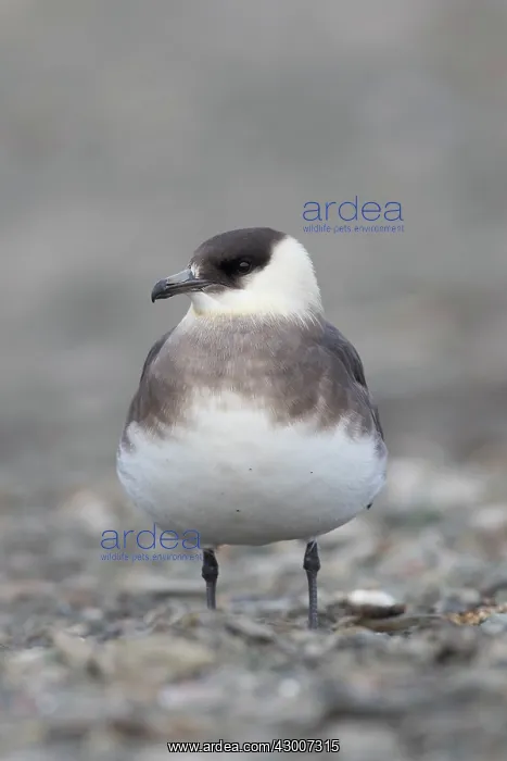 : Arctic Skua, Parasitic Jaeger - adult bird - Norway : Arctic Skua, Parasitic Jaeger - adult bird - Norway