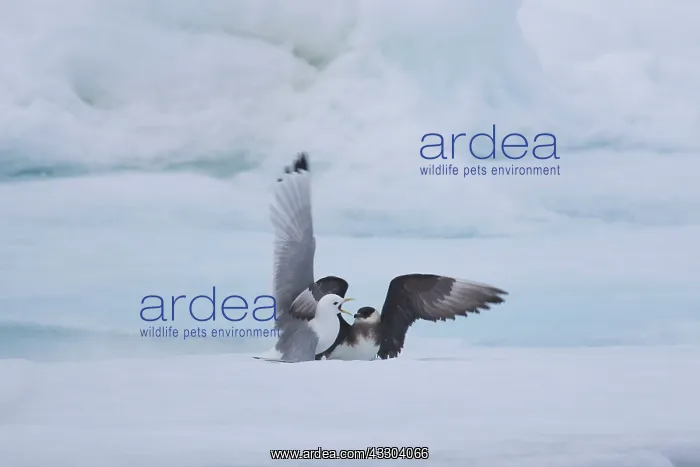 : Arctic Skua, Parasitic Jaeger chasing Black-legged : Arctic Skua, Parasitic Jaeger chasing Black-legged