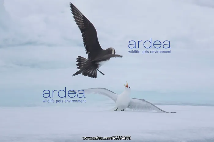 : Arctic Skua, Parasitic Jaeger chasing Black-legged : Arctic Skua, Parasitic Jaeger chasing Black-legged