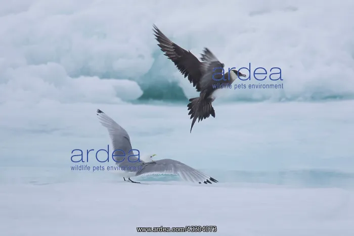 : Arctic Skua, Parasitic Jaeger chasing Black-legged : Arctic Skua, Parasitic Jaeger chasing Black-legged