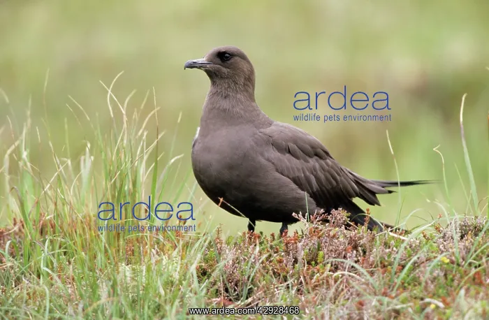 : ARCTIC SKUA / Parasitic Jaeger - dark phase : ARCTIC SKUA / Parasitic Jaeger - dark phase