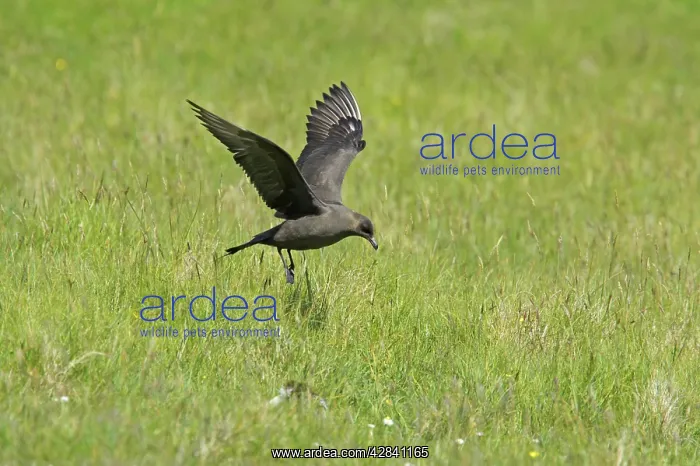 : Arctic Skua / Parasitic Jaeger (Dark Phase) - coming : Arctic Skua / Parasitic Jaeger (Dark Phase) - coming
