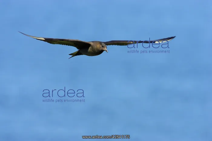 : Arctic Skua / Parasitic Jaeger (Dark Phase) - in flight : Arctic Skua / Parasitic Jaeger (Dark Phase) - in flight