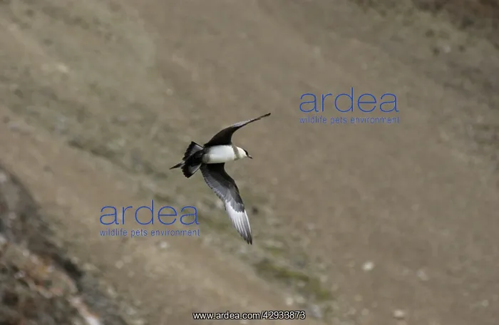 : Arctic Skua / Parasitic Jaeger - In flight : Arctic Skua / Parasitic Jaeger - In flight