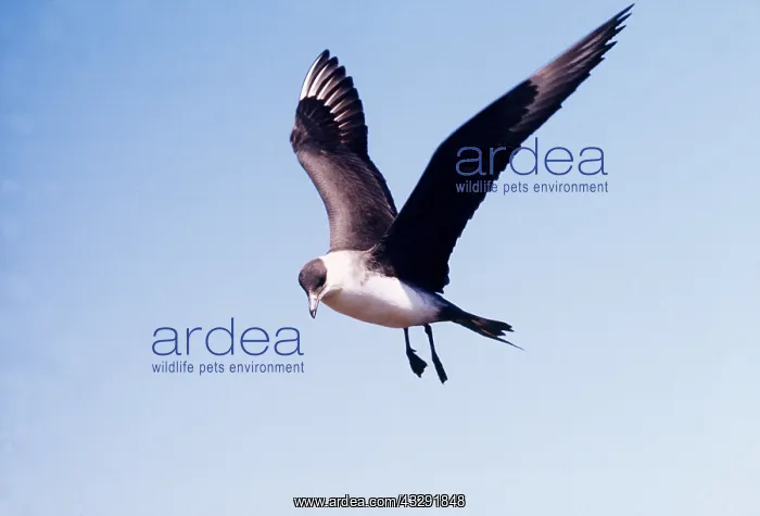 : ARCTIC SKUA / Parasitic Jaeger - IN FLIGHT : ARCTIC SKUA / Parasitic Jaeger - IN FLIGHT