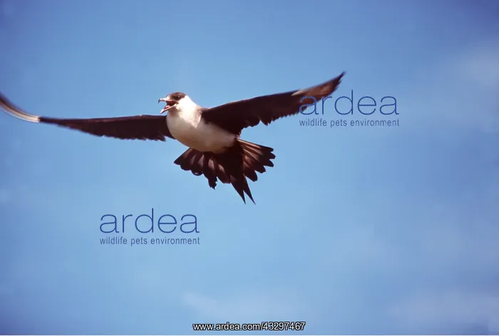 : ARCTIC SKUA / Parasitic Jaeger - in flight : ARCTIC SKUA / Parasitic Jaeger - in flight