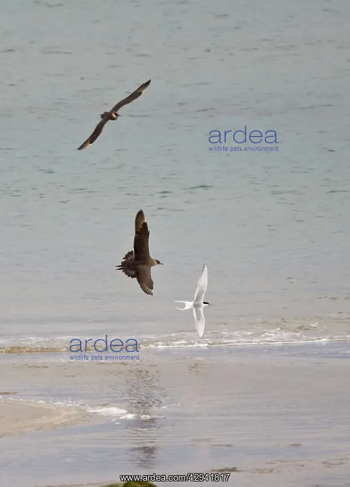 : Arctic Skua / Parasitic Jaeger - In flight parasitising : Arctic Skua / Parasitic Jaeger - In flight parasitising