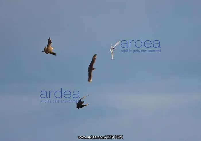 : Arctic Skua / Parasitic Jaeger - In flight parasitising : Arctic Skua / Parasitic Jaeger - In flight parasitising