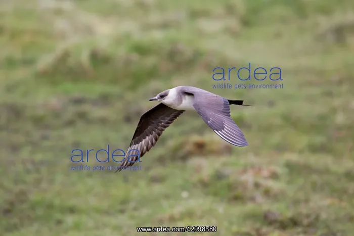 : Arctic Skua / Parasitic Jaeger - Light Phase - in flight : Arctic Skua / Parasitic Jaeger - Light Phase - in flight