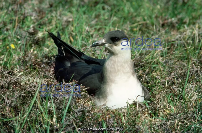 : Arctic SKUA / Parasitic Jaeger - ON NEST : Arctic SKUA / Parasitic Jaeger - ON NEST