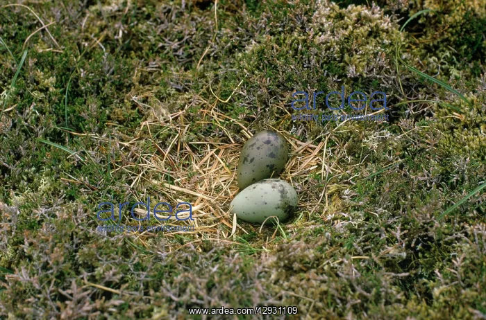  : Arctic SKUA  /  Parasitic Jaeger - nest with eggs