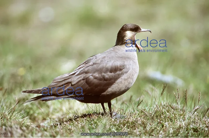 : ARCTIC SKUA / Parasitic Jaeger - with open beak : ARCTIC SKUA / Parasitic Jaeger - with open beak