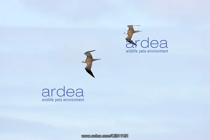 : Arctic Skua / Parasitic Jaeger - pair in flight : Arctic Skua / Parasitic Jaeger - pair in flight