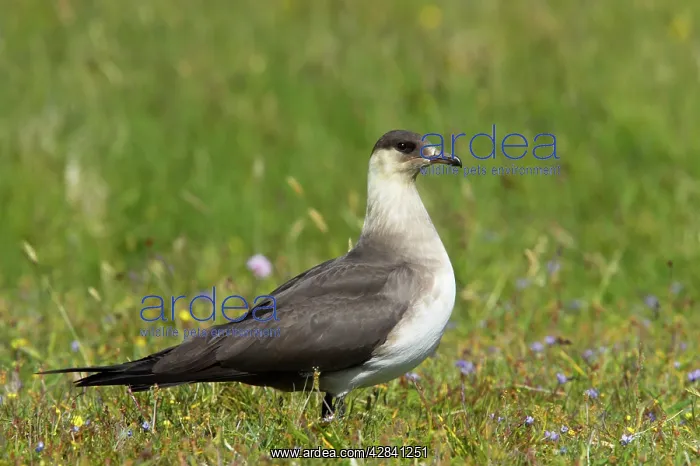 : Arctic Skua / Parasitic Jaeger (Pale Phase) - on : Arctic Skua / Parasitic Jaeger (Pale Phase) - on