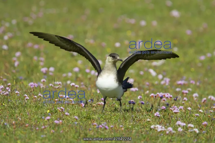 : Arctic Skua / Parasitic Jaeger (Pale Phase) : Arctic Skua / Parasitic Jaeger (Pale Phase)