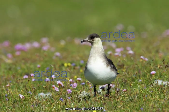 : Arctic Skua / Parasitic Jaeger (Pale Phase) - on : Arctic Skua / Parasitic Jaeger (Pale Phase) - on