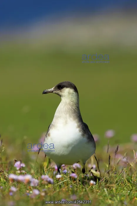 : Arctic Skua / Parasitic Jaeger (Pale Phase) - on : Arctic Skua / Parasitic Jaeger (Pale Phase) - on