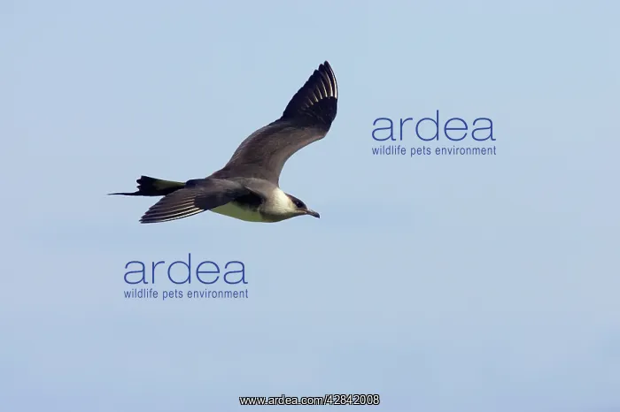 : Arctic Skua / Parasitic Jaeger (Pale Phase) - in flight : Arctic Skua / Parasitic Jaeger (Pale Phase) - in flight