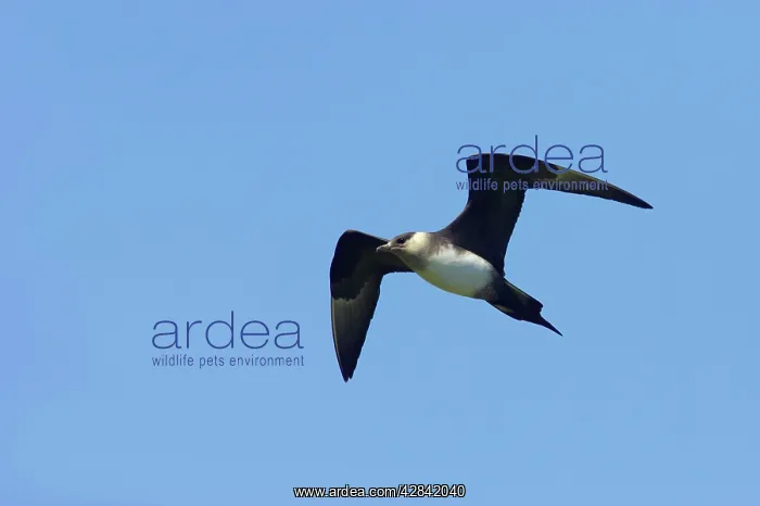 : Arctic Skua / Parasitic Jaeger (Pale Phase) - in flight : Arctic Skua / Parasitic Jaeger (Pale Phase) - in flight