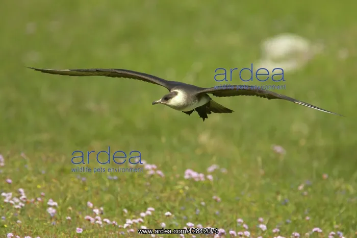 : Arctic Skua / Parasitic Jaeger (Pale Phase) - in flight : Arctic Skua / Parasitic Jaeger (Pale Phase) - in flight