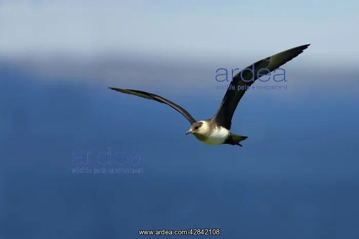 : Arctic Skua / Parasitic Jaeger (Pale Phase) - in flight : Arctic Skua / Parasitic Jaeger (Pale Phase) - in flight