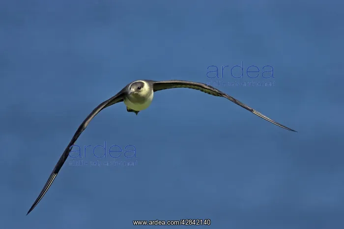 : Arctic Skua / Parasitic Jaeger (Pale Phase) - in flight : Arctic Skua / Parasitic Jaeger (Pale Phase) - in flight