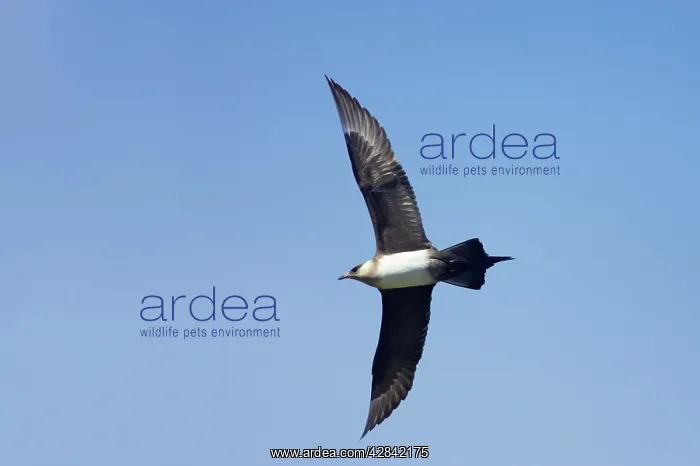 : Arctic Skua / Parasitic Jaeger (Pale Phase) - in flight : Arctic Skua / Parasitic Jaeger (Pale Phase) - in flight