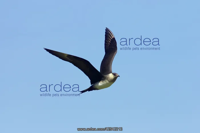 : Arctic Skua / Parasitic Jaeger (Pale Phase) - in flight : Arctic Skua / Parasitic Jaeger (Pale Phase) - in flight