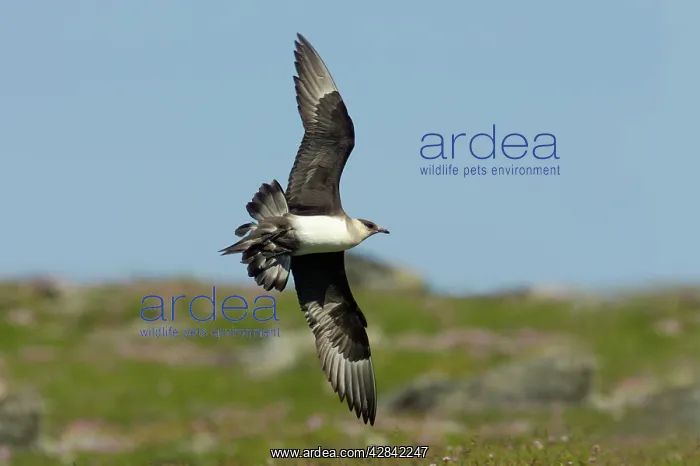 : Arctic Skua / Parasitic Jaeger (Pale Phase) - in flight : Arctic Skua / Parasitic Jaeger (Pale Phase) - in flight