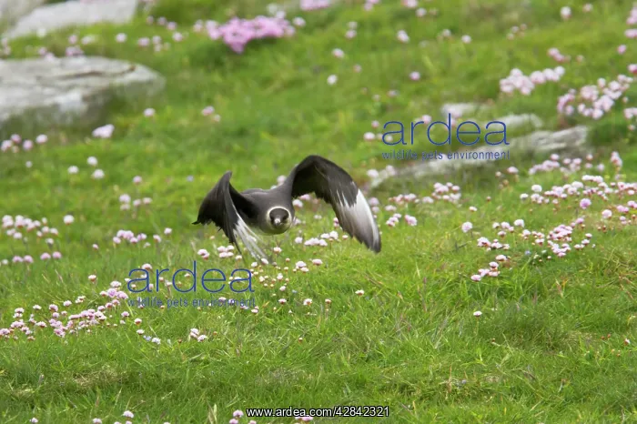 : Arctic Skua / Parasitic Jaeger (Pale Phase) - taking off : Arctic Skua / Parasitic Jaeger (Pale Phase) - taking off