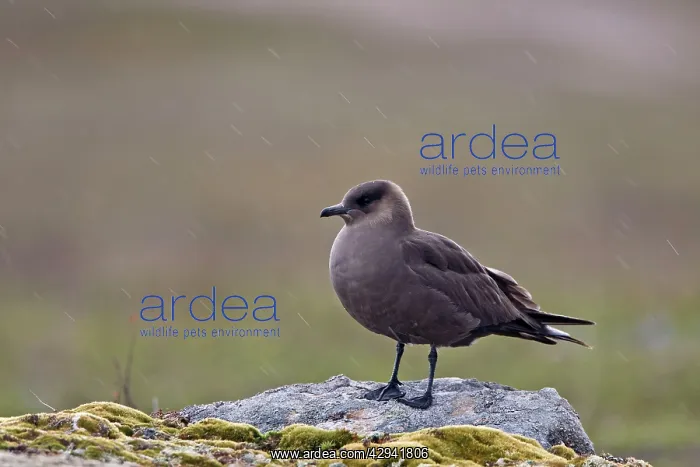: Arctic Skua / Parasitic Jaeger - Standing on the : Arctic Skua / Parasitic Jaeger - Standing on the