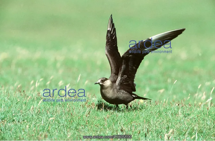 : ARCTIC SKUA / Parasitic Jaeger - with wings spread : ARCTIC SKUA / Parasitic Jaeger - with wings spread
