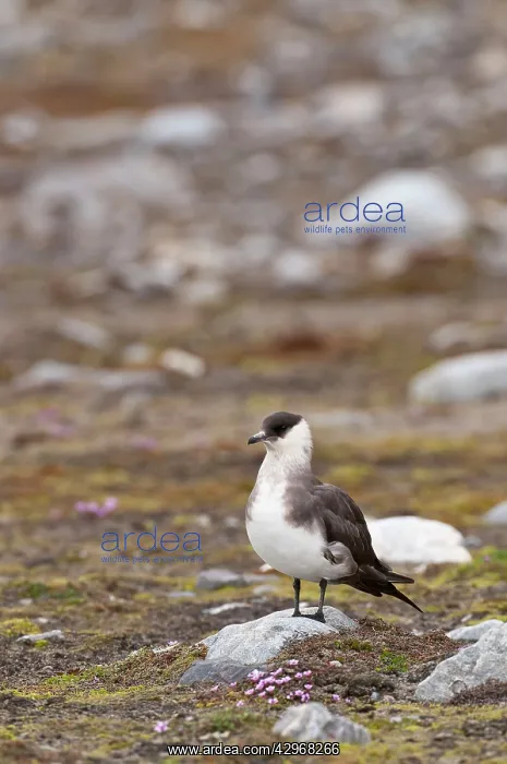  : Arctic Skua - Standing on rock -