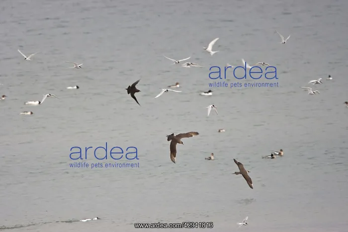 : Arctic Skua's / Parasitic Jaeger and Arctic Terns : Arctic Skua's / Parasitic Jaeger and Arctic Terns