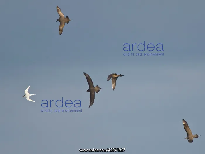 : Arctic Skuas / Parasitic Jaeger - In flight parasitising : Arctic Skuas / Parasitic Jaeger - In flight parasitising
