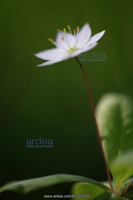 : Arctic Starflower : Arctic Starflower