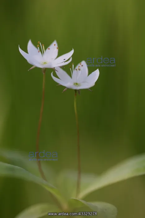 : Arctic Starflower : Arctic Starflower