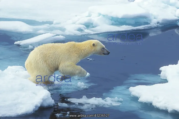 : Arctic; Svalbard; Polar Bear beginning leap : Arctic; Svalbard; Polar Bear beginning leap
