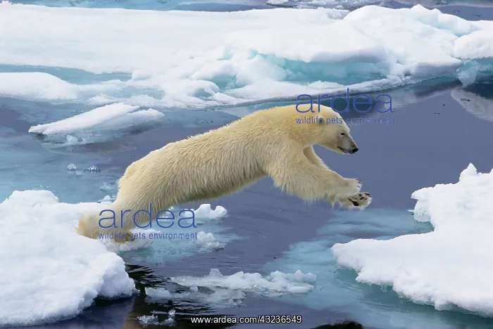 : Arctic, Svalbard, Polar Bear extending and : Arctic, Svalbard, Polar Bear extending and