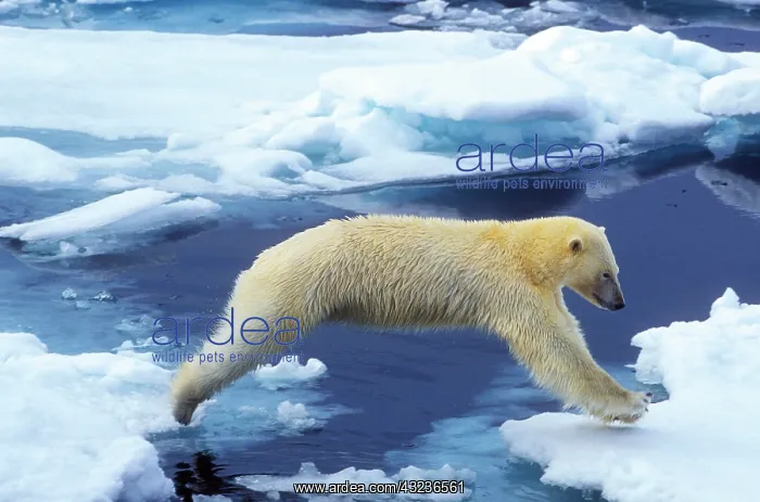 : Arctic, Svalbard, Polar Bear hovering with : Arctic, Svalbard, Polar Bear hovering with